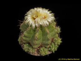 Thelocactus leucacanthus Form 275